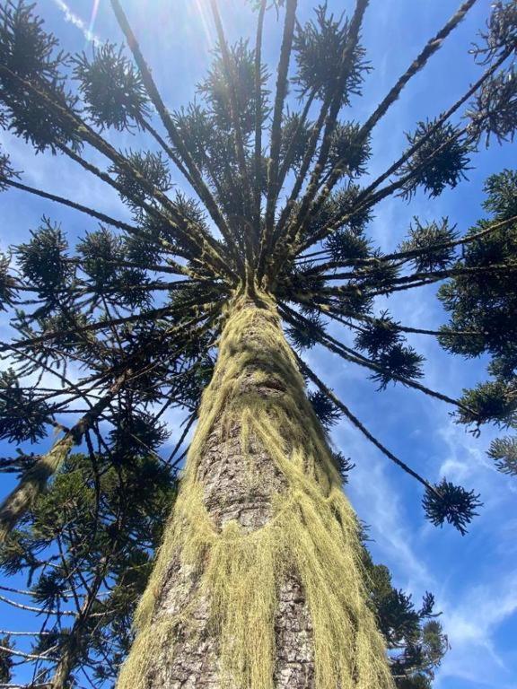 Recanto Luz Da Serra Urubici Exteriör bild